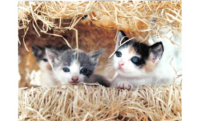 Kittens_in_hay_box.jpg