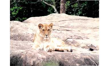 Lion_sunning_on_a_rock.jpg