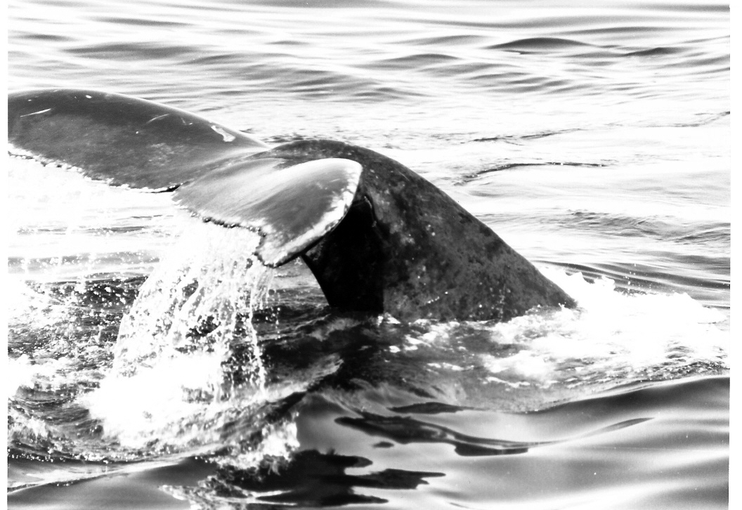 humpback whale