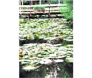 waterlillies.jpg