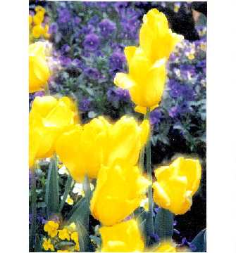 yellow_tulips.jpg